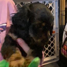 NICKI AKC REGISTERED MALE - Black and tan male Dachshund puppy in Elizabethtown, Kentucky from Teeny Tiny Puppy Tails