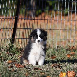 BTM3 - Black tri-color male Australian Shepherd puppy in Warm Springs, Georgia from Out West Aussies