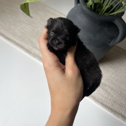 Boy 2 - Black male Pomeranian puppy in Muskogee, Oklahoma from Wonderlust Pomeranians