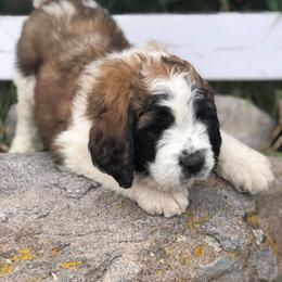 Aussiedoodle, Goldendoodle, Poodle, and Saint Berdoodle Puppies from Rocky Ridge Ranch