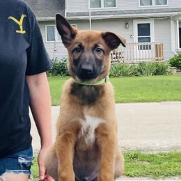 Belgian Malinois Puppies from Pyrex Kennels