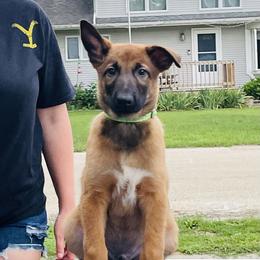 Belgian Malinois Puppies from Pyrex Kennels