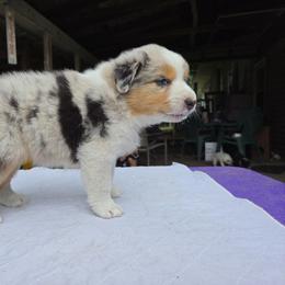 Pine River Take Me Home - Blue merle female Australian Shepherd puppy in Luther, Michigan from Pine River Australian Shepherds