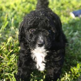Australian Shepherd, Goldendoodle, and Poodle Puppies from 5AFarms