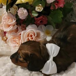 Dachshund Puppies from CLARK'S BREEDING PROGRAM