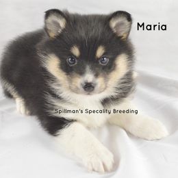 Pomeranian and Pomsky Puppies from Spillman's Specialty Breeding