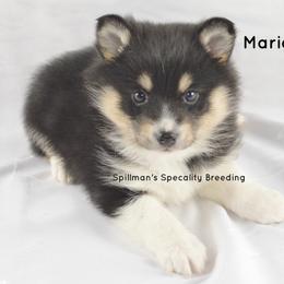 Pomeranian and Pomsky Puppies from Spillman's Specialty Breeding