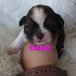 Chanel - Brindle and white female Shih Tzu puppy in Peoria, Arizona from Shihtzucircusaz