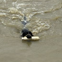 Bonnie - Black female Labrador Retriever puppy in Centerville, Pennsylvania from Ridgeline Retrievers