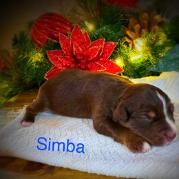 Simba - Red tri male Miniature Australian Shepherd puppy in Idalou, Texas from Lonesome Pine Mini Aussies