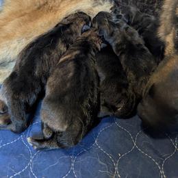 Girl 1 - Black and red female German Shepherd puppy in Kingsley, Michigan from Legacy German Shepherds