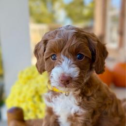 Boo - Red  female Goldendoodle puppy in Cannon County, Tennessee from Hilltop Doodles and Poodles