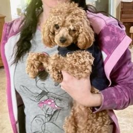 Assorted Doodle Crosses and Poodle Puppies from Merlin’s Kennel