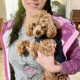 Assorted Doodle Crosses and Poodle Puppies from Merlin’s Kennel