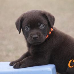 Cove - Chocolate male Labrador Retriever puppy in Morriston, Florida from Penny Lane Labradors