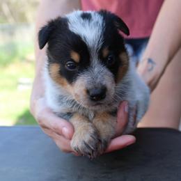 Artemis - Blue female Australian Cattle Dog puppy in Colbert, Oklahoma from LoveAHeeler