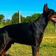 Atticus