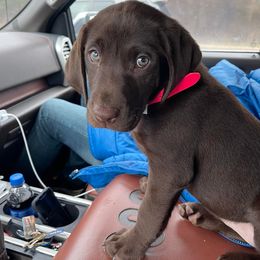 Labrador Retrievers from Triple J Retrievers