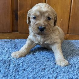 Betsey - Apricot female Goldendoodle puppy in Lowville, New York from Adirondack Labradoodles