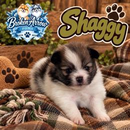 Shaggy - Wolf sable male Pomeranian puppy in Sandia, Texas from Broken Arrow Poms