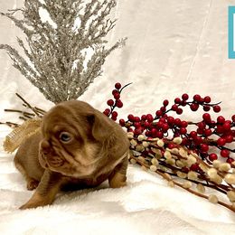 French Bulldog Puppies from The French Bulldog Company LLC