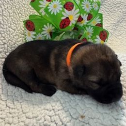 Girl 1 - female German Shepherd puppy in Coats, North Carolina from T'S SHEPHERDS