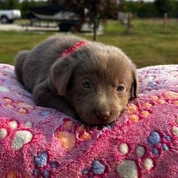 Rose Collar - Silver female Dilute Retriever puppy in Douglass, Kansas from JP Kennels, LLC