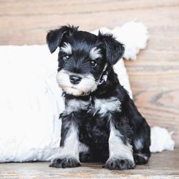 Oliver Abner - Black and silver male Miniature Schnauzer puppy in Woodburn, Kentucky from Southern Kentucky Schnauzers