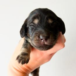 Daisy - Black and cream female Dachshund puppy in Sylvania, Alabama from Yancey’s Doxies