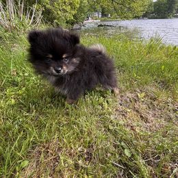 Pomeranian Puppies from Maine Pom’s