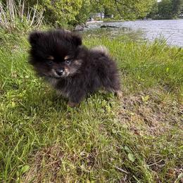 Pomeranian Puppies from Maine Pom’s