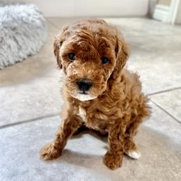 Poodle Puppies from Wanda Burton