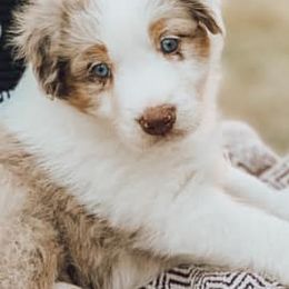 Australian Shepherds from Triple C Aussies