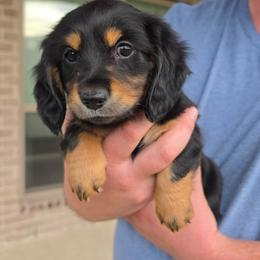 Toby - Black and tan male Dachshund puppy in Kempner, Texas from Russell Farms Dachshund