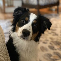Australian Shepherd Puppies from Thousand Hills Australian Shepherds