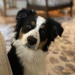 Australian Shepherd Puppies from Thousand Hills Australian Shepherds