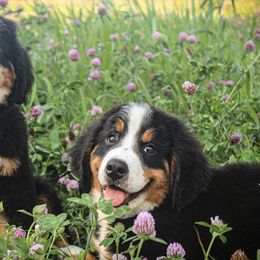 Bernese Mountain Dog Puppies from Home Sweet Bernese