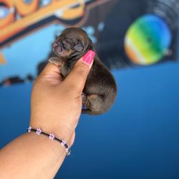 Boy 3 - Chocolate and tan male Shih Tzu puppy in Roseville, Michigan from Diamond Paws LLC