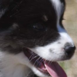 Australian Shepherds from WildVine Aussies