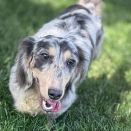 Stitch - Dachshund