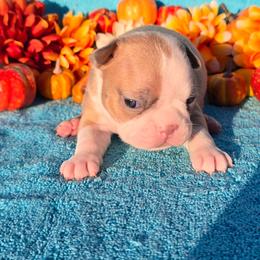 Blue fawn boy - Blue male Boston Terrier puppy in Corsicana, Texas from JT Bostons
