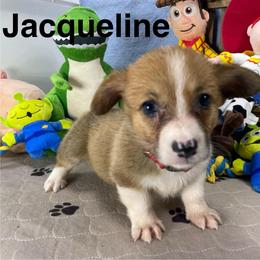 Jacqueline - Red female Pembroke Welsh Corgi puppy in Apison, Tennessee from Ashmore Corgis