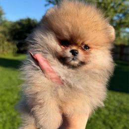London - Orange sable female Pomeranian puppy in Waterloo, Indiana from Garcias Pomeranian