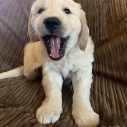 Golden Retriever Puppies from Daniel Ranch Golden Retrievers