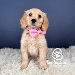 Jock - Cream male Companion Cross puppy in Utah County, Utah from Big Hearted Breeders