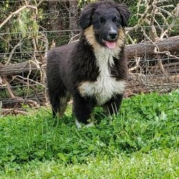 Australian Shepherd Puppies from Farmstead Aussies