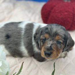 Girl 1 Lilliana - Dapple female Dachshund puppy in Oscoda, Michigan from Northland Dachshunds