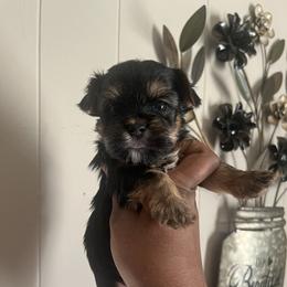 Woody 2000 - Black and tan male Yorkshire Terrier puppy in Gastonia, North Carolina from Precious pups dynasty kennel