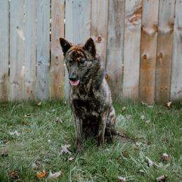 Amara - Red brindle female Kai Ken puppy in Livonia, Michigan from Kōri no Ken