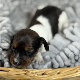 Red pie boy - Red male Dachshund puppy in Nashville, Arkansas from Whisenhunt Farms